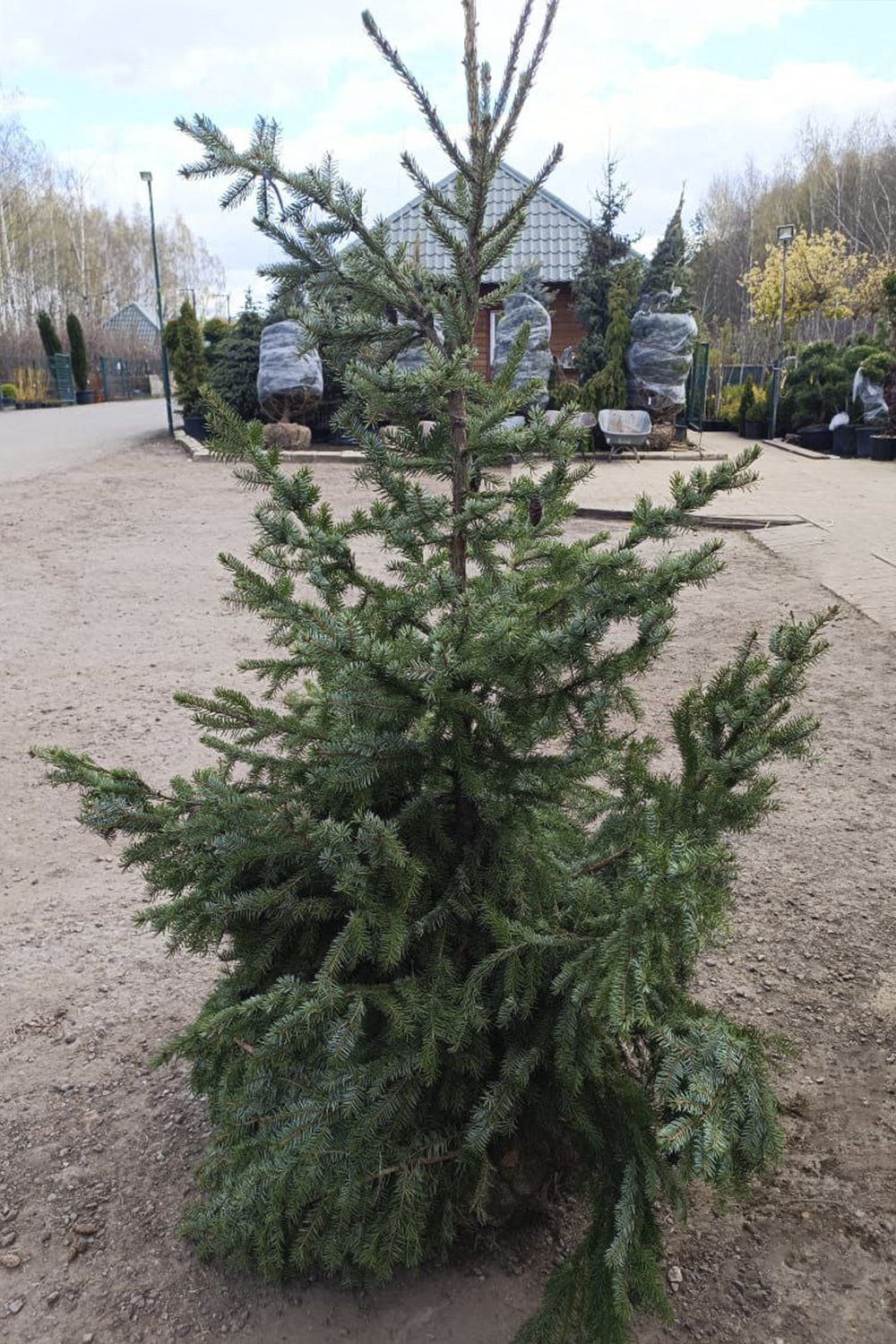 Купить Ель сербскую 🌲 в Березниках по цене от 720 руб.