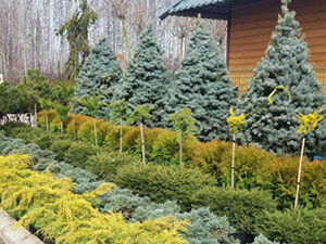 Штамбовые растения - фото 1