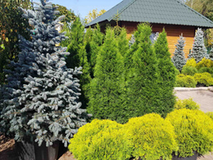 Ассортимент растений