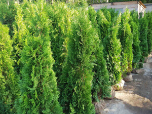 Ассортимент туй