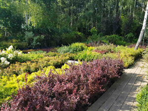 Ассортимент лиственных растений